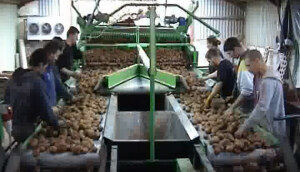 miedema清选分级生产流水线