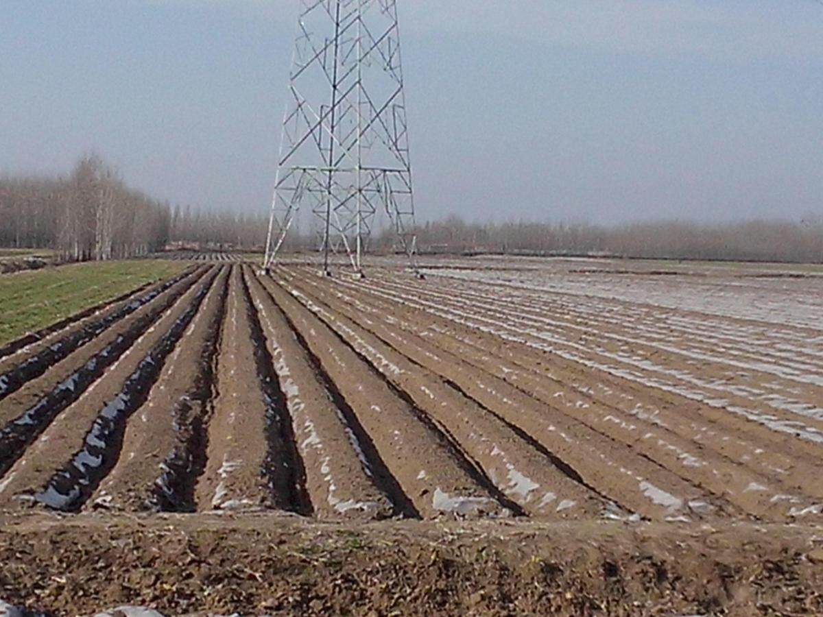 山东璞盛3PX-2马铃薯培土机