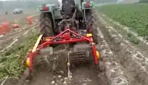 璞盛4UX-130马铃薯收获机收获现场