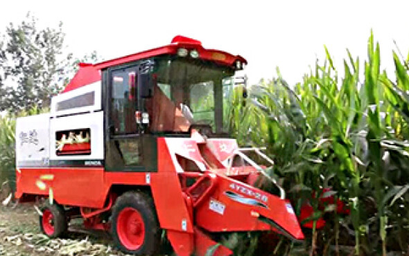 山西仁达4YZX-2B玉米收割机作业视频