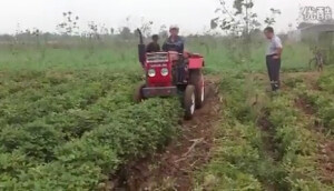莱州奥伦花生收获机作业视频