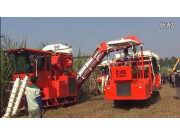 广东科利亚4GZ-130型切段式甘蔗联合收割机作业视频