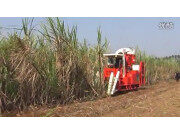 广东科利亚4GZ-91型切段式甘蔗联合收割机作业视频