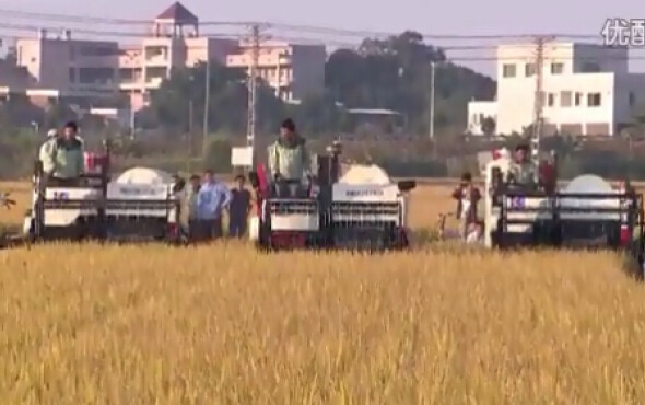 广东科利亚4LZ系列全喂入联合收割机作业视频