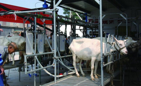 山东惠农奶羊挤奶厅