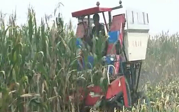 沃德4Y-4背负式玉米收获机作业视频