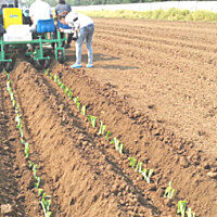 青州华龙大葱移栽机