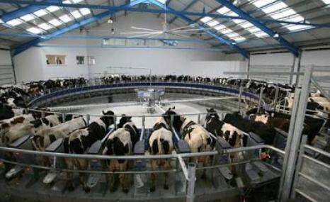 博美特(boumatic)转盘式挤奶台