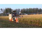 江苏沃得半喂入收割机产品片