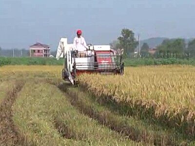 星光至尊610高效水稻收割机作业视频