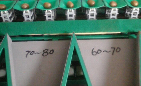 凯祥猕猴桃水果分级机