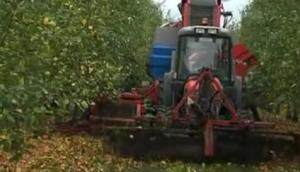 AMB Rousset公司R60苹果收获机-作业视频