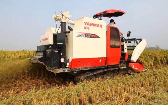 洋马AW85收割机作业视频