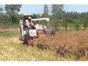 沃得锐龙4LZ-5.0E联合收割机作业视频