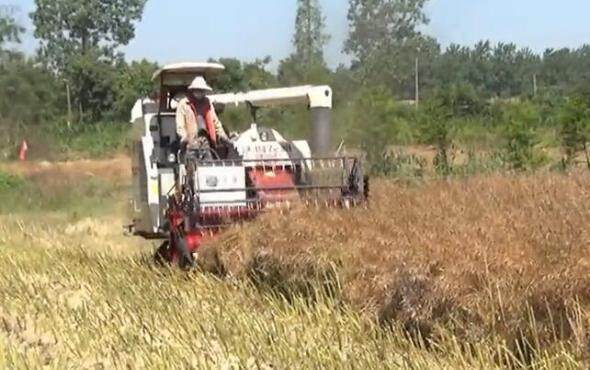 沃得锐龙4LZ-5.0E联合收割机作业视频