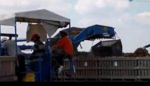 STANDEN公司TSP1900红薯收获机