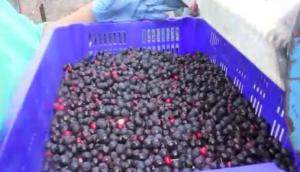 阿尔斯波Saskatoon浆果收获机作业视频