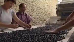 PELLENC公司activ4240自走式葡萄收获机作业视频