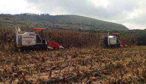 久保田PRO688Q玉米收获视频