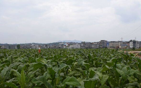 天鹰兄弟植保无人机江西安远县烟草打药视频