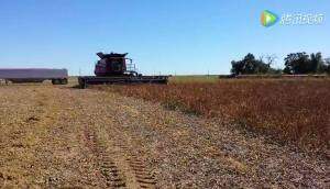 小蜜蜂4000系列收割紫壳豌豆