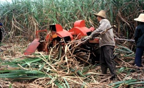 广西农机院4ZB-6甘蔗剥叶机