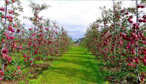 高密益丰机械产品作业视频