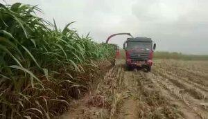 河北顶呱呱4QZ-2100型青饲料收割机作业视频