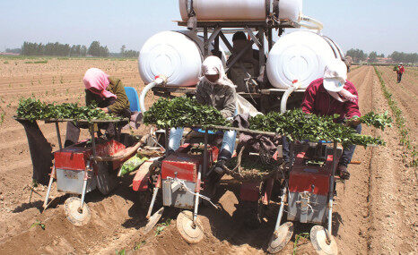 昌信智达2ZL-2红薯移栽机