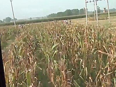 英虎不对行S形田间作业视频