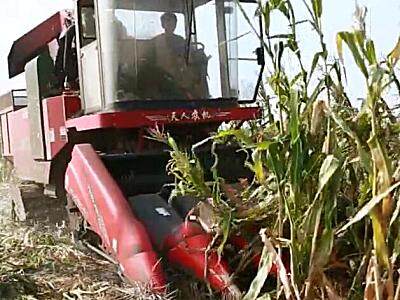 天人收倒伏视频