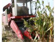 天人收倒伏视频