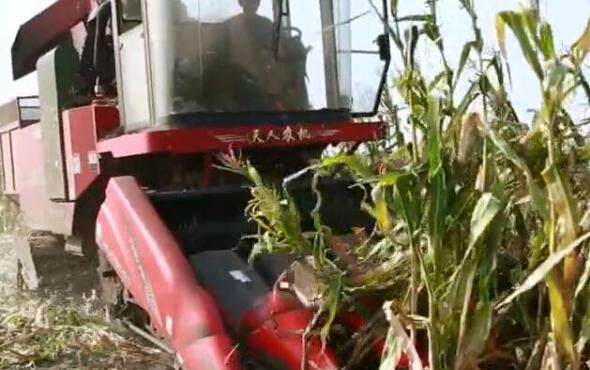 天人收倒伏视频