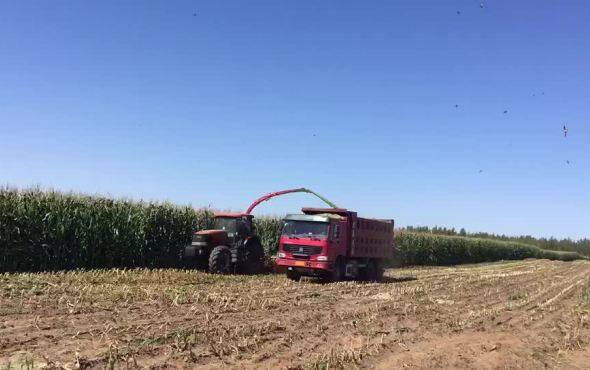 奥地博田青贮机作业视频