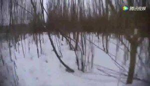 林木灌木打捆机作业视频