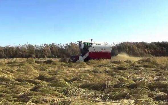 沃得锐龙4LZ-6.0E尊享版联合收割机倒伏作物收割视频