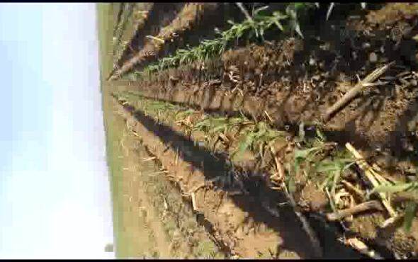 康达免耕机黑龙江双城出苗情况