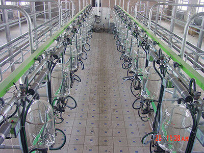 基伊埃9JGD-YGBE-24鱼骨式挤奶机