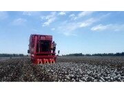 钵施然4MZ-3A自走式棉花收获机作业视频2