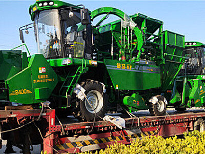 立夏之日 感受绿色清凉丨迪马玉米收火爆发车中