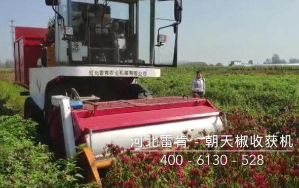 河北吉龙辣椒收获机-朝天椒收获视频