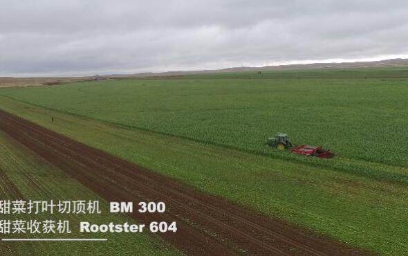 格立莫GRIMME甜菜两段式收获BM300+ROOTSTER60作业视频