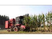 郑州中联2019款玉米机作业视频