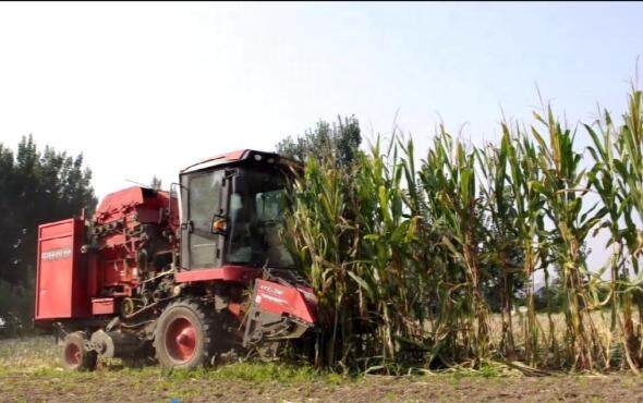 郑州中联2019款玉米机作业视频