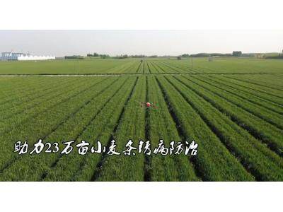 济南长清：40架极飞植保无人机齐上阵 助力23万亩小麦条锈病防治