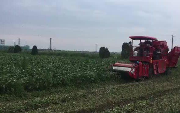 河北吉龙2020浙江毛豆收获视频