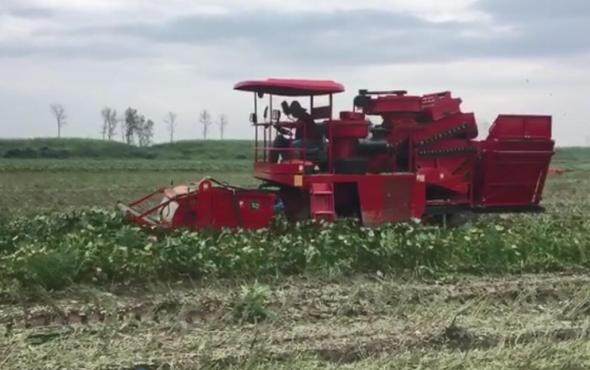 河北吉龙4YZ-MD1500毛豆收获机作业视频