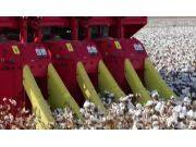 钵施然三行箱式棉花收获机作业视频