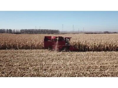 天津勇猛机械4YZ-5A型玉米收获机黑龙江作业视频