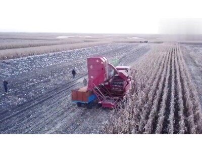 勇猛4YZQS-4B穗茎兼收玉米收获机作业视频